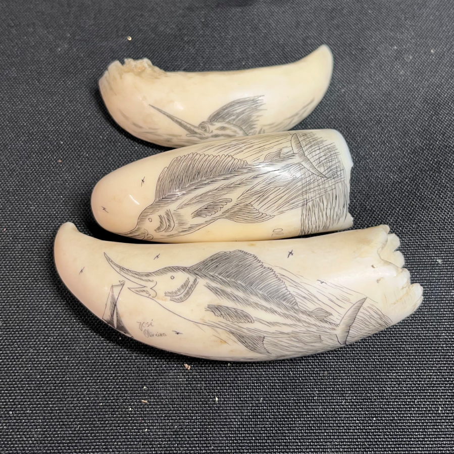 Scrimshaw José Oliveira Swordfish 3 Marine Teeth