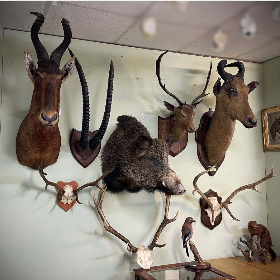 Edwardian Taxidermy